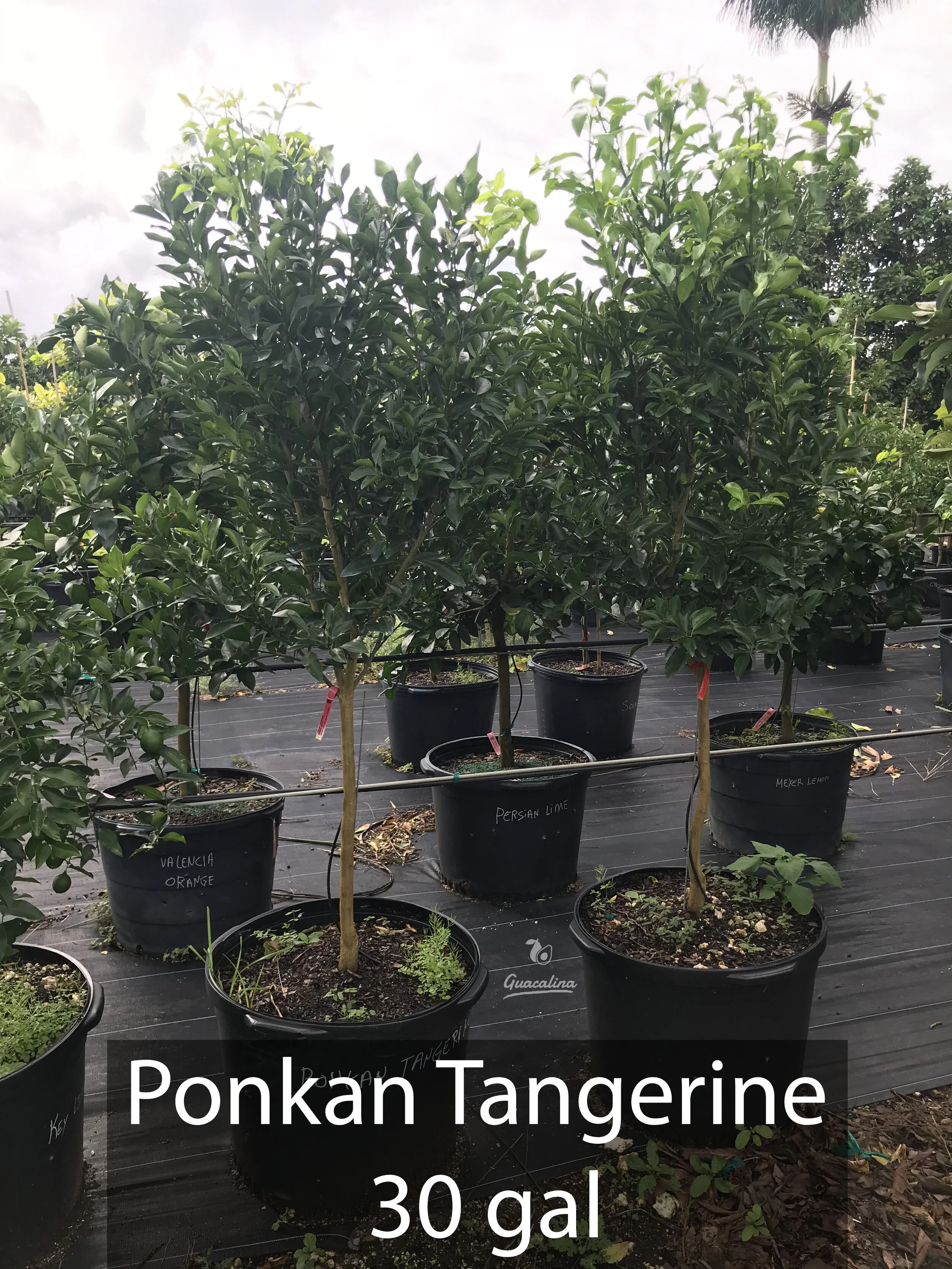 Tangerines — Guacalina Nursery & Broker